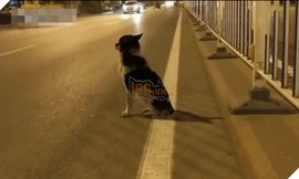  Cảm động chú chó trung thành ngồi đợi tại nơi chủ chết suốt 80 ngày
