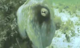 Xem bạch tuộc biến hình nhanh như chớp