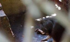 Nơi ngục tù của các loài động vật tại Củ Chi - TP.HCM