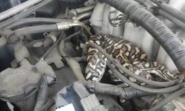 Mở nắp ca pô phát hiện trăn khổng lồ quấn quanh động cơ ô tô