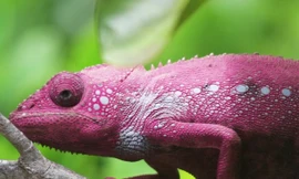 Chứng kiến quá trình đổi màu da của loài tắc kè