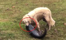 Chó tung đòn thần tốc, bắt gọn cá trê khủng trong chớp mắt