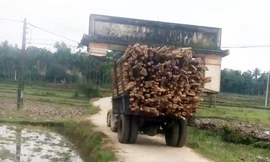 Công nông chở gỗ ‘cõng’ cả cổng làng…đi chơi