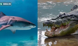 Mò vào cửa sông kiếm ăn, cá mập trở thành bữa ăn cho quái vật đầm lầy