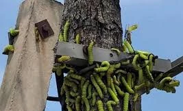 Sâu lạ lúc nhúc ở Bình Dương, phun thuốc cả tuần không chết