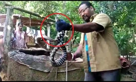 Loài rắn lạ bí ẩn ở ngôi làng Ấn Độ khiến giới chuyên gia bối rối