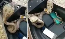Mở cốp xe máy, hoảng hồn phát hiện 3 con rắn hổ mang