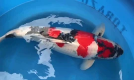 Bí quyết lai tạo ra chú cá Koi có giá 1,8 tỷ USD