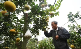 Lão nông Hà Nội trồng cây 11 loại quả bán dịp Tết thu nửa tỷ mỗi năm