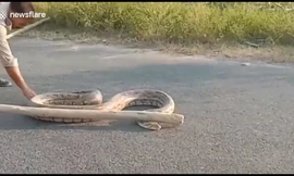 Bắt trăn khổng lồ hung dữ đang bò vào khu đân cư