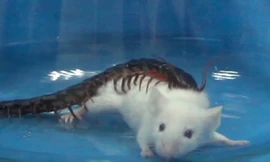 Rợn người clip rết phóng nọc độc, giết chết chuột trong 30 giây