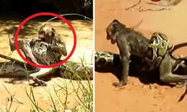 Hai bé trai hiệp lực giải cứu khỉ con khỏi trăn khổng lồ