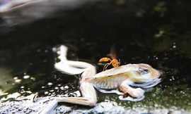 Bí ẩn con sông tử thần sôi sùng sục, luộc chín mọi thứ ở Amazon