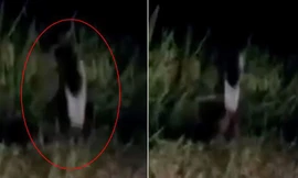 Sinh vật bí ẩn nghi 'bóng ma một chân’ huyền thoại lọt vào camera