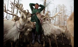 Theo chân bộ tộc du mục chăn tuần lộc cuối cùng trên thế giới