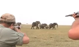 Đồng loại bị bắn chết, đàn voi nổi điên truy sát thợ săn