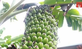 Kinh ngạc buồng chuối đột biến hơn 2.000 quả ở Nghệ An