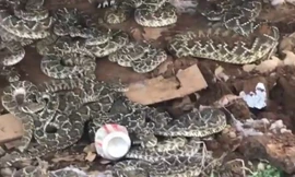 Dùng máy xúc lật cabin gỗ, rùng mình phát hiện ổ rắn nhung nhúc