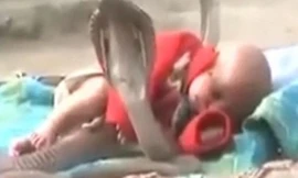  Bố mẹ chơi dại, giao mạng con nhỏ cho 4 con rắn hổ mang chúa cực độc