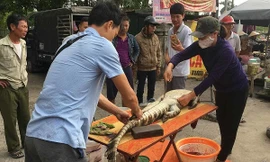 Nghệ An: Cận cảnh chích điện, mổ thịt cá sấu ở bến xe