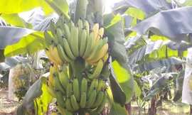 Hai ngàn buồng chuối non chín sau 1 đêm , chủ vườn 'mất oan' nửa tỷ