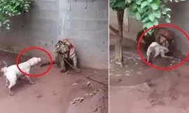 Chó hung hăng dọa nạt hổ và cái kết đắng