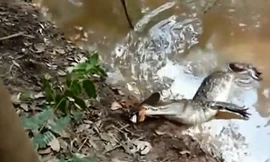 Rợn người cảnh cá chình phóng điện, giật chết cá sấu