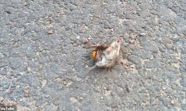 Ong bắp cày to kinh dị đoạt mạng chuột trong chưa đầy một phút