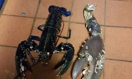 Bắt được 'Quái vật tôm hùm' có càng khổng lồ