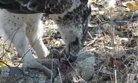 Đại bàng Martial 'làm thịt' thằn lằn đá khổng lồ