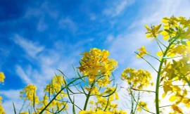 Cánh đồng hoa cải đẹp như mơ