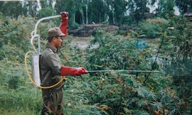 Phun hóa chất diệt mai dương