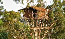 Bộ tộc sống trên cây duy nhất trên trái đất