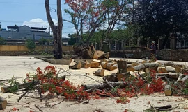 Hiệu trưởng ĐH Lâm nghiệp: Phượng vỹ đổ chết người, lỗi đâu phải cây xanh