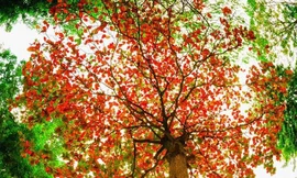 Đứng hình trước vẻ đẹp đầy mộng mơ ở khuôn viên trường ĐH