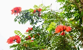 Phát ghen với ngôi trường này, quanh năm đủ loại hoa khoe sắc