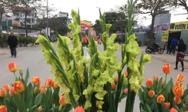 Hội chợ hoa xuân Mậu Tuất 2018: Độc đáo hoa lay ơn xanh