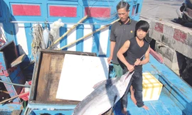 Những con cá dừa lớn - lộc giữa trùng khơi Ảnh: N.C