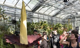 Ngắm 'hoa tử thi' khổng lồ 75 năm mới nở