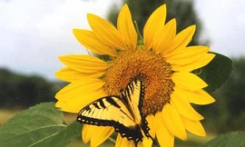 Hoa hướng dương chữa đau gan, tăng huyết áp