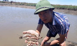 Tôm chết hàng loạt ở Thanh Hóa do thời tiết