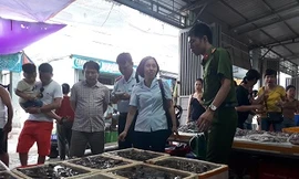 Thu giữ lượng lớn tôm căng, mập bất thường do bơm chất độc hại