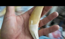 Khởi tố nam thanh niên tàng trữ răng nanh, móng vuốt báo hoa