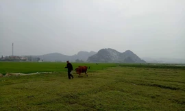 Oái oăm trâu, bò gặm cỏ phải... nộp phí ở Thanh Hóa