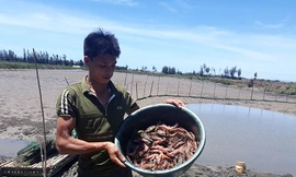 Tôm chết hàng loạt ở Thanh Hóa