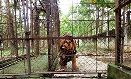 Trang trại Hổ ở xã Xuân Tín