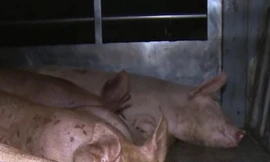 Phát hiện lợn dịch tả Châu Phi sử dụng giấy tờ nghi giả để đi tiêu thụ