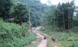 Đường vào rừng ở xã Thành Yên, huyện Thạch Thành, Thanh Hóa