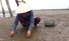 Nhặt ngao chết tại xã Hải Lộc, huyện Hậu Lộc, Thanh Hóa