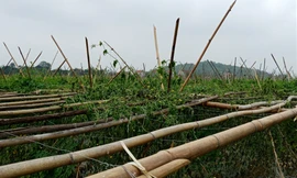 Công an Thanh Hóa vào cuộc vụ ruộng mướp bị nhổ gốc